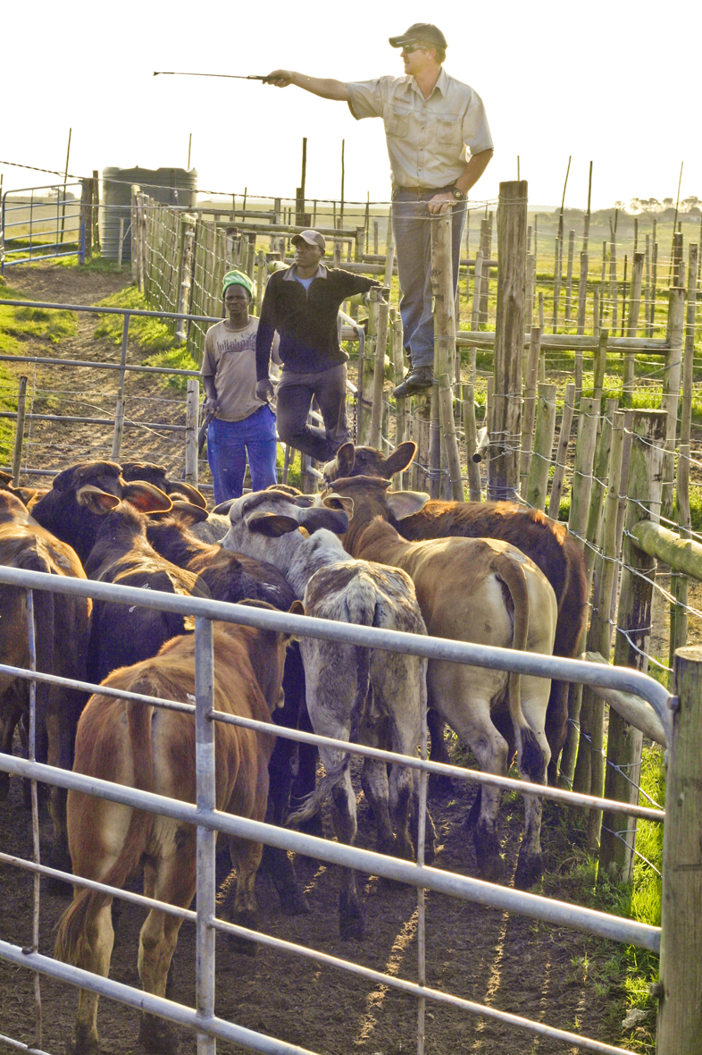 Tarryn Liddell Photography Livestock Trading