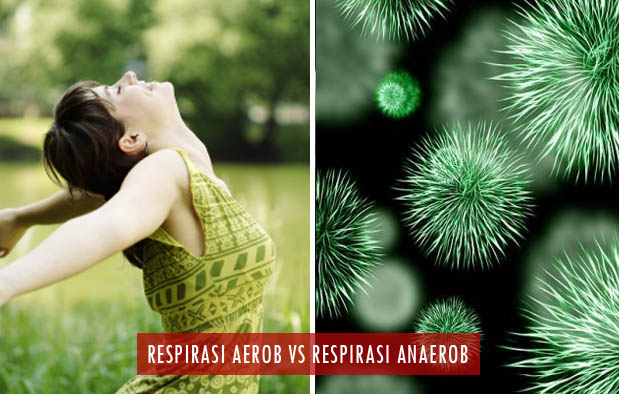 Jelaskan perbedaan antara respirasi aerob dan respirasi anaerob yang terjadi di dalam sel