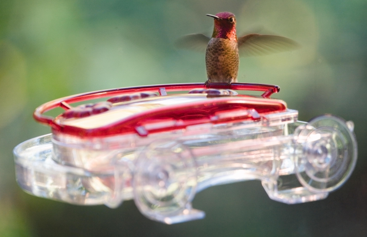 wild birds unlimited when to put up your hummingbird feeder wild birds unlimited when to put up your hummingbird feeder
