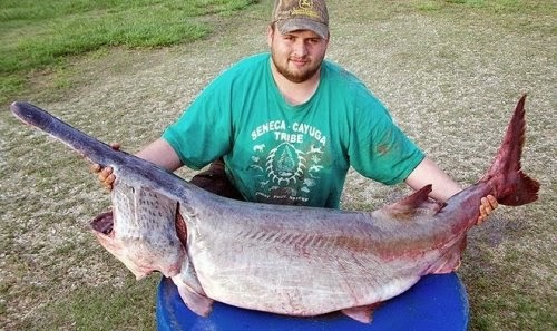 Big Fishes of the World: PADDLEFISH AMERICAN (Polyodon spathula)