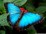 Butterfly wallpaper, Butterfly wallpaper for desktop, Butterfly Wallpaper . (butterfly wallpaper )