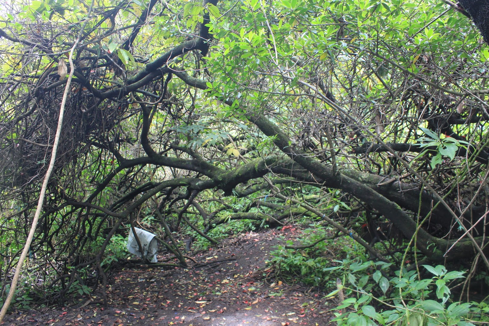 Toponimi Pos Pendakian Gunung Slamet Jalur Bambangan Samarantu Bukan Sekedar Samar Hantu Catatan Summiter Dari Lapangan Tajsem 2016