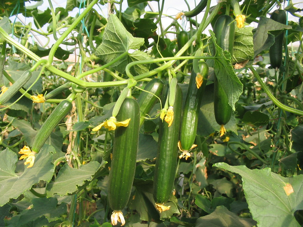Vegetable Seeds Pakistan Hybrid Cucumber Seeds Superman
