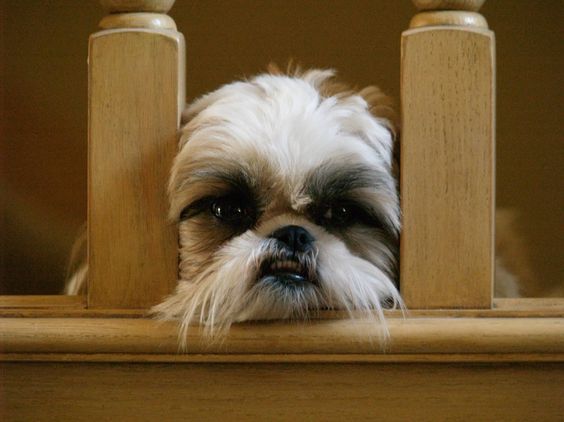 shih tzu triste