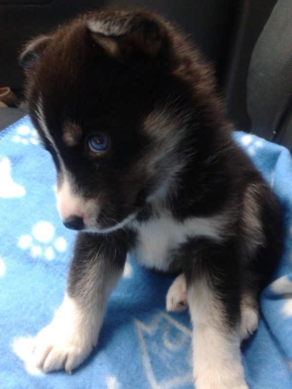 Where can you find Pomsky puppies for sale?