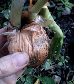 wrinkly, hollowed onion bulb