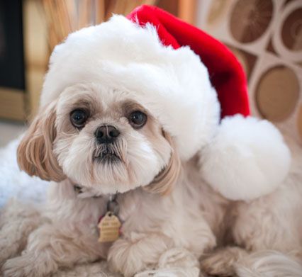 fotos de shih tzu
