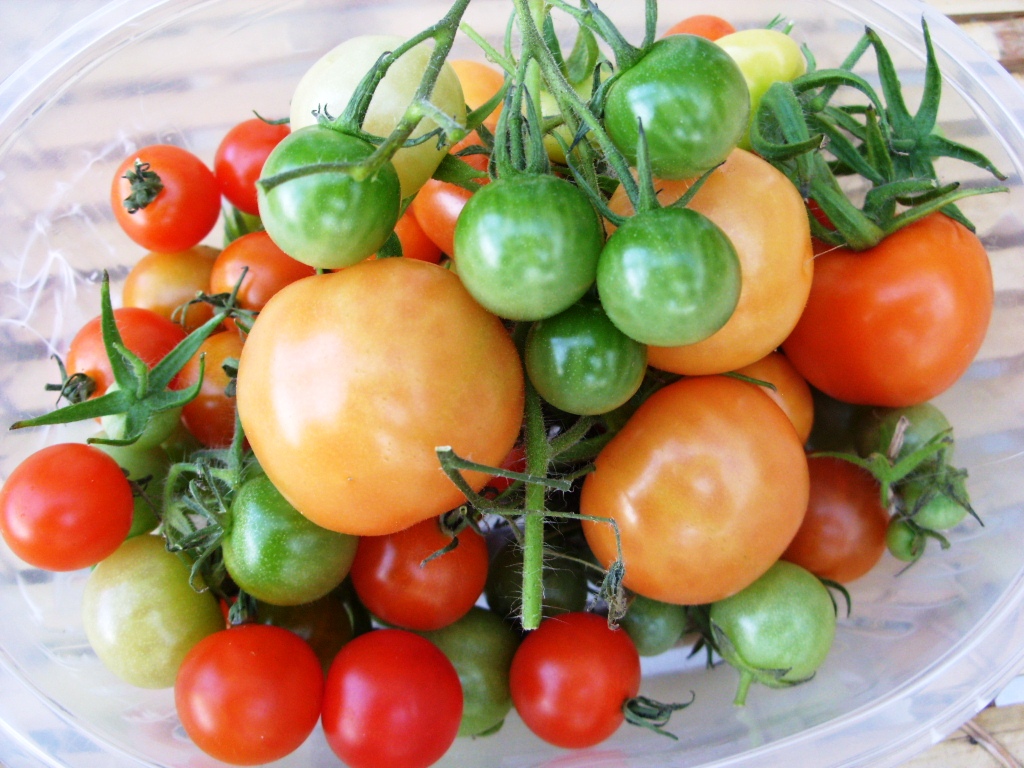Kelli's Northern Ireland Garden Last of the Tomatoes
