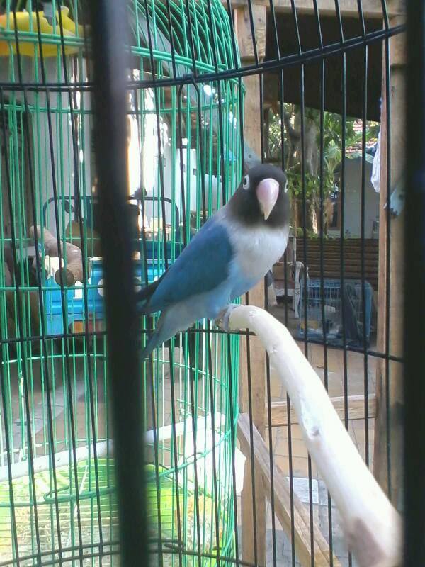Harga Lovebird Batman Dakocan Pastel Biru Biru Mangsi Dan