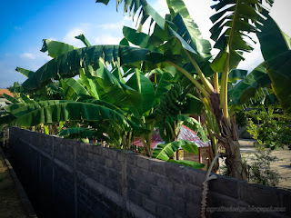 Parapet Wall Building And Spacious Garden Yard Of The House With Banana Trees In Bali Indonesia