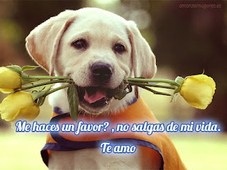 Imagenes de Amor Tiernas de Animales-Imagenes de amor Imagenes de Amor