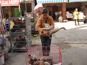 woman examining a live duck