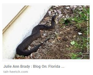 Website that stole Julie Ann Brady blog content Website that stole Julie Ann Brady blog content