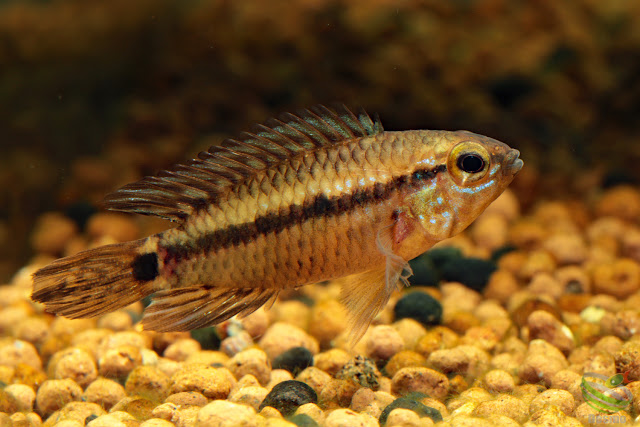 Apistogramma sp. middle curua / M. Rio Curua