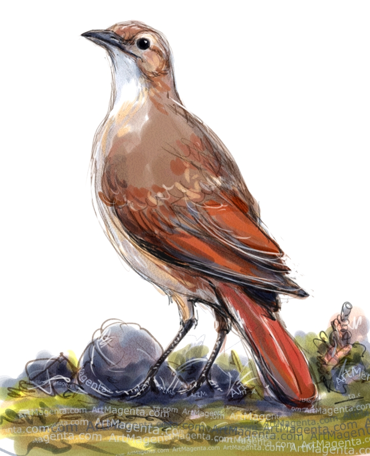 Rufous Hornero Rufous Hornero sketch painting. Bird art drawing by illustrator Artmagenta