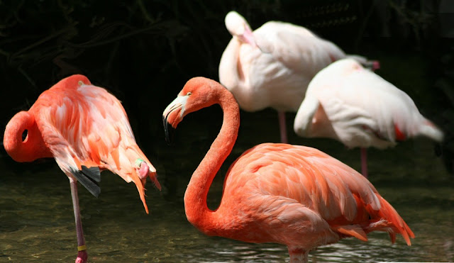 burung flamingo