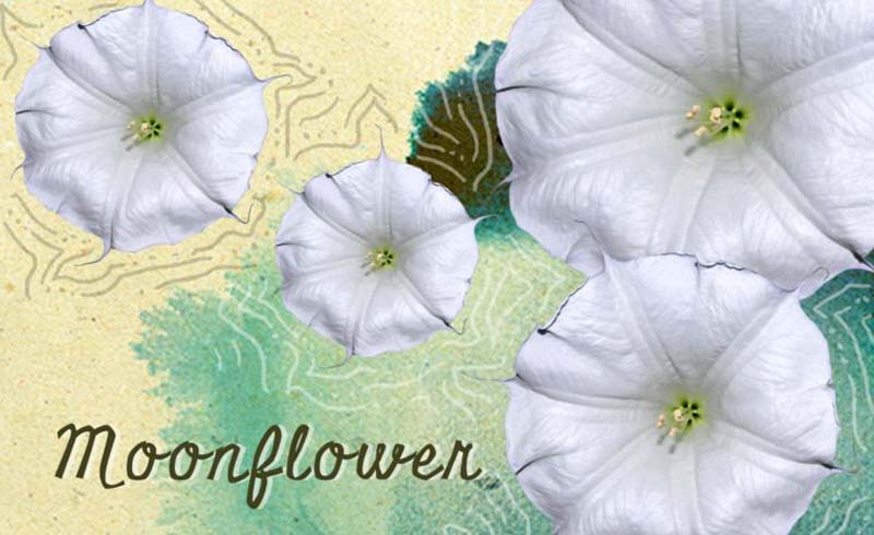Moonflower
