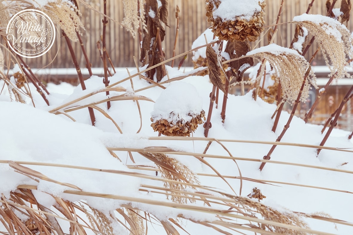 Winterbilder: Garten im Schnee.