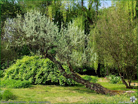 http://plantsgallery.blogspot.com/2008/07/elaeagnus-angustifolia-oliwnik.html