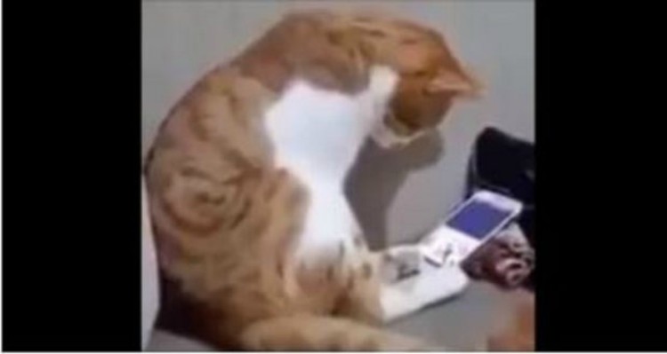Γάτος βλέπει την ιδιοκτήτριά του σε βίντεο στο κινητό...η αντίδραση του θα σας συγκινήσει! (βίντεο)