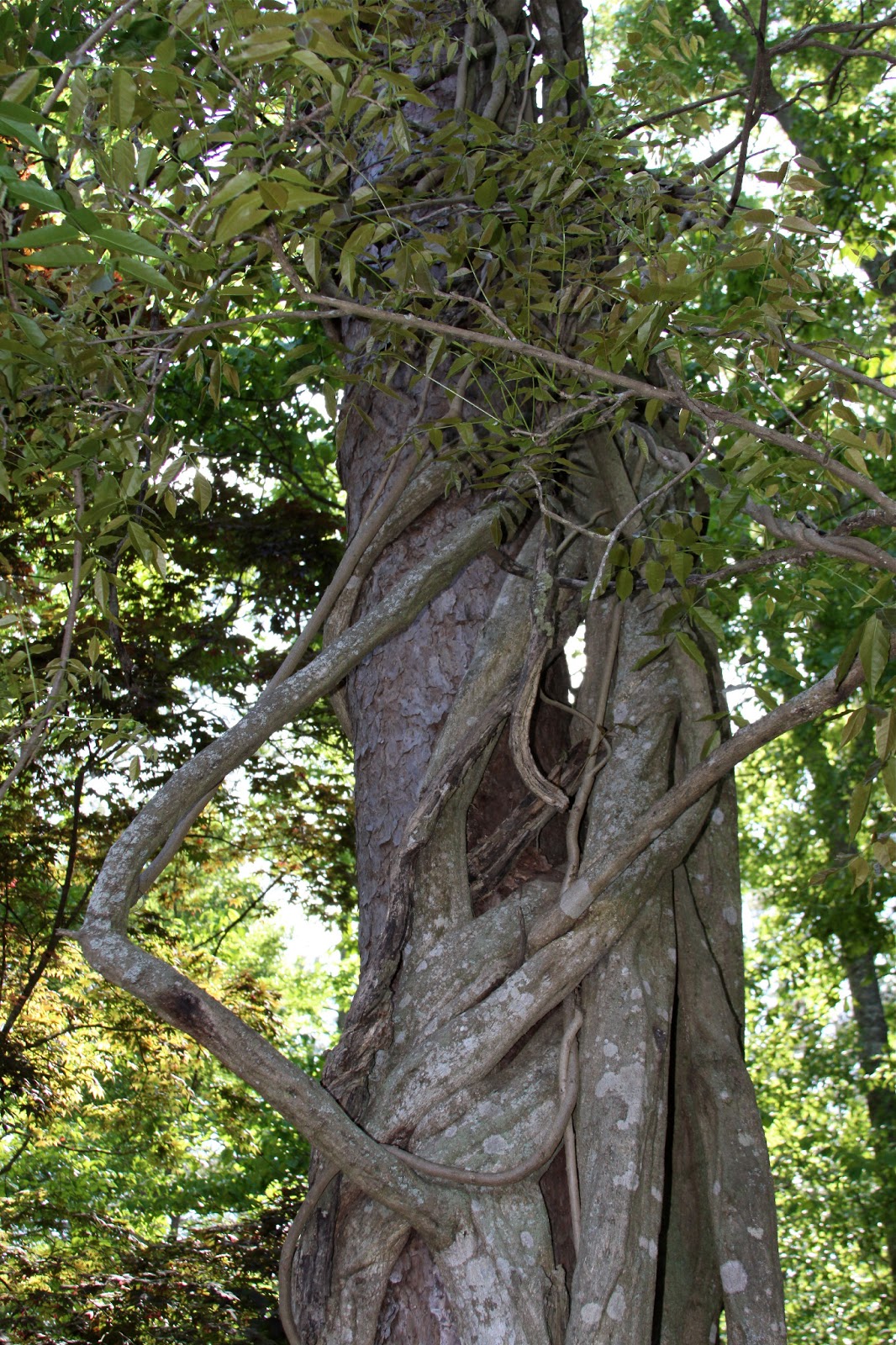 Sweet Southern Days A Southern Garden