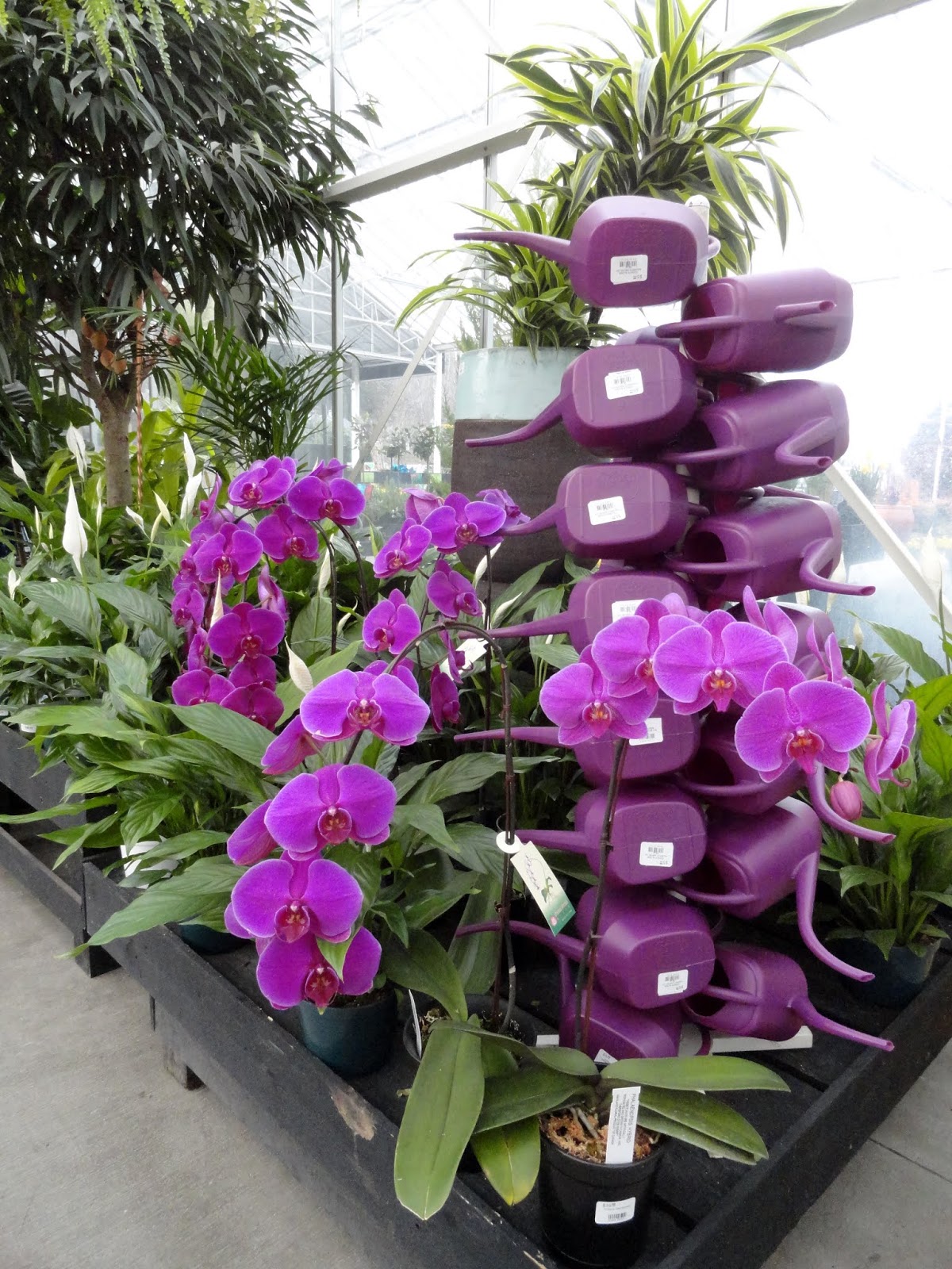 danger garden nursery visits on the way to Seattle...