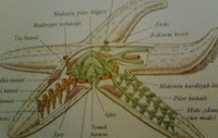 Deniz Yıldızının İç Organları