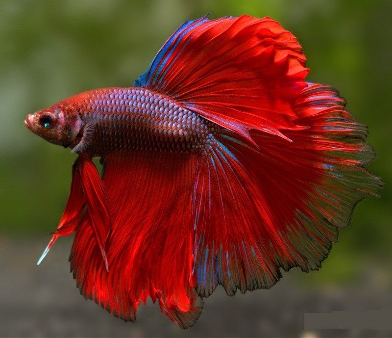 New Step by Step Roadmap for Can a Betta Fish Live in a Bowl Image New Step by Step Roadmap for Can a Betta Fish Live in a Bowl