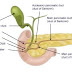 The Alternative Treatment For The Pancreas, Liver, Biliary Tract Diseases