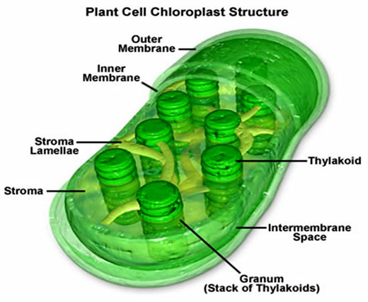 Plant Life: Chloroplasts and Other Plastids