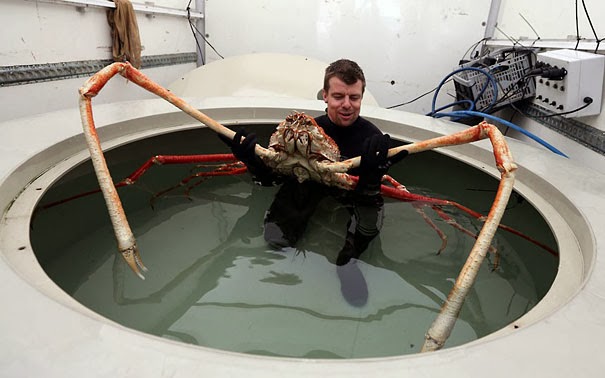 Japanese Spider Crab - 22 Bizzarre Animals You Probably Didn’t Know Exist