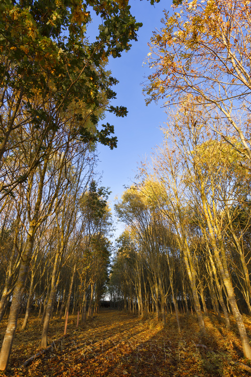 Golden autumn colours under a blue sky at Grafham Water Trees at Grafham Water reservoir in Cambridgeshire in full autumn splendour
