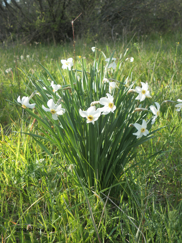 narcisses alpes de haute provence ama galerie.xyz narcisses alpes de haute provence ama galerie.xyz