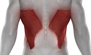 The latissimus dorsi,