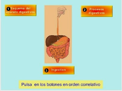 http://recursostic.educacion.es/secundaria/edad/3esobiologia/3quincena8/imagenes/ingestion.swf