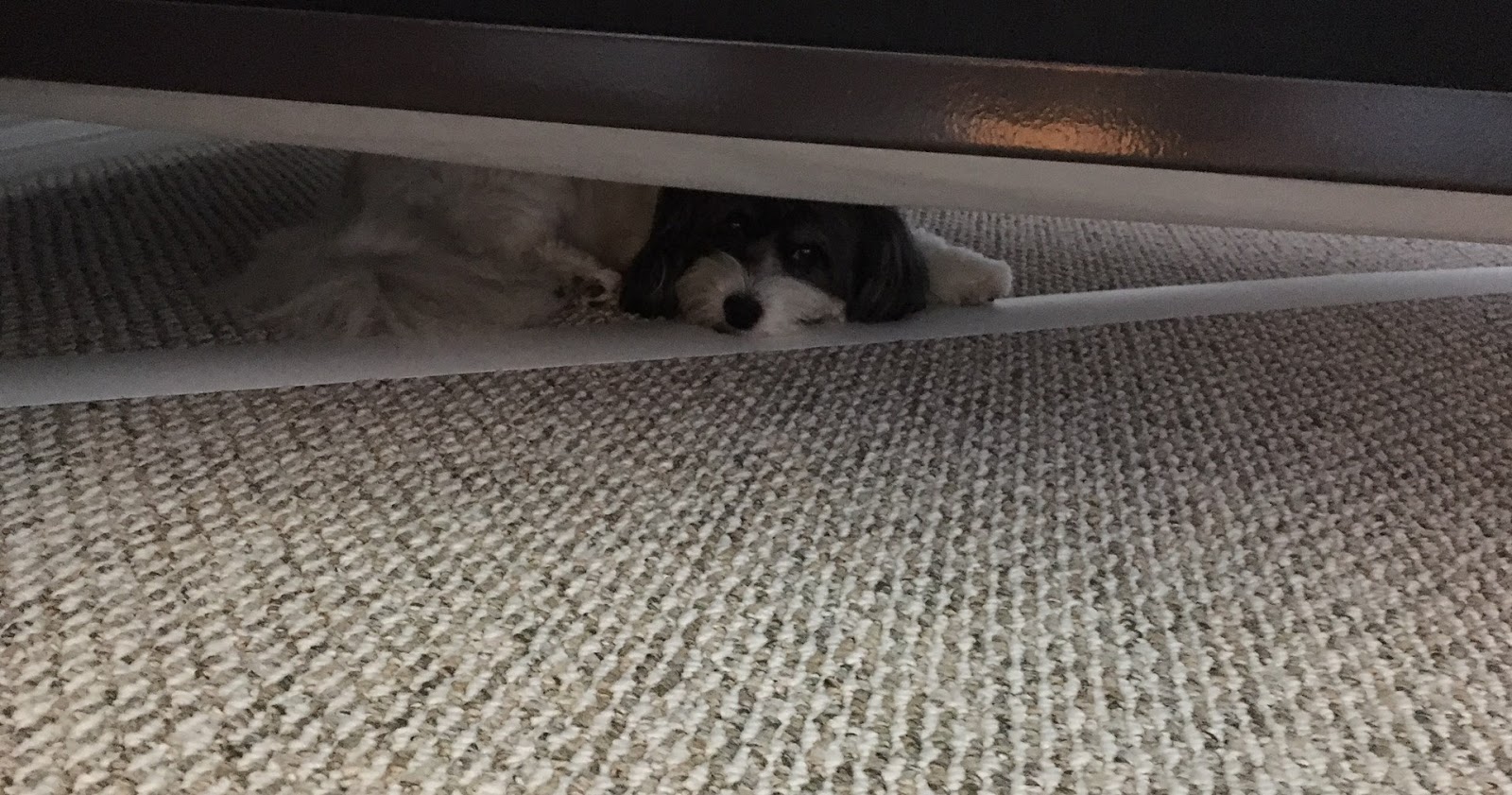 Welcome Words: My Dog the Introvert