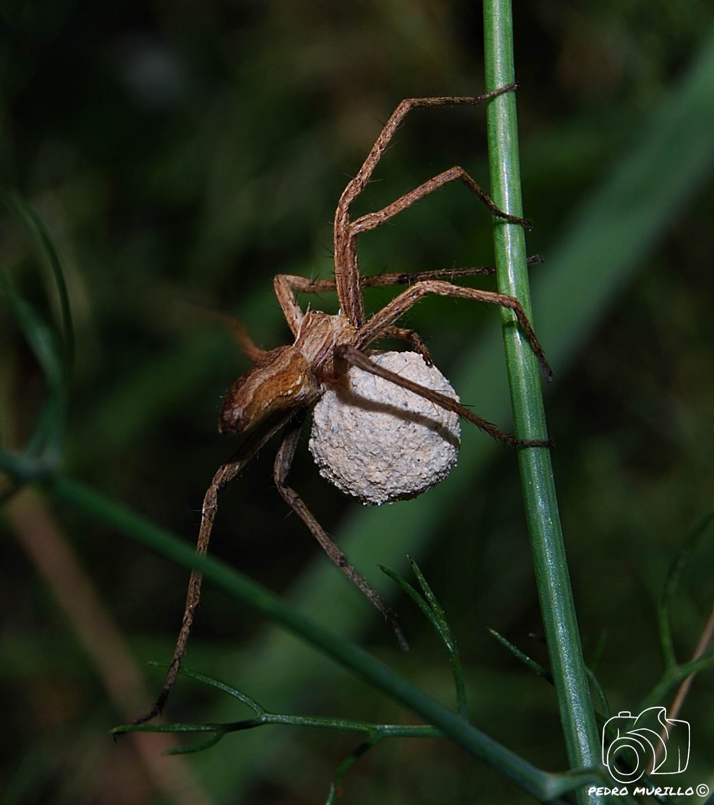 Las excursiones de Murillo "murillonature" Araña Nursery (Pisaura