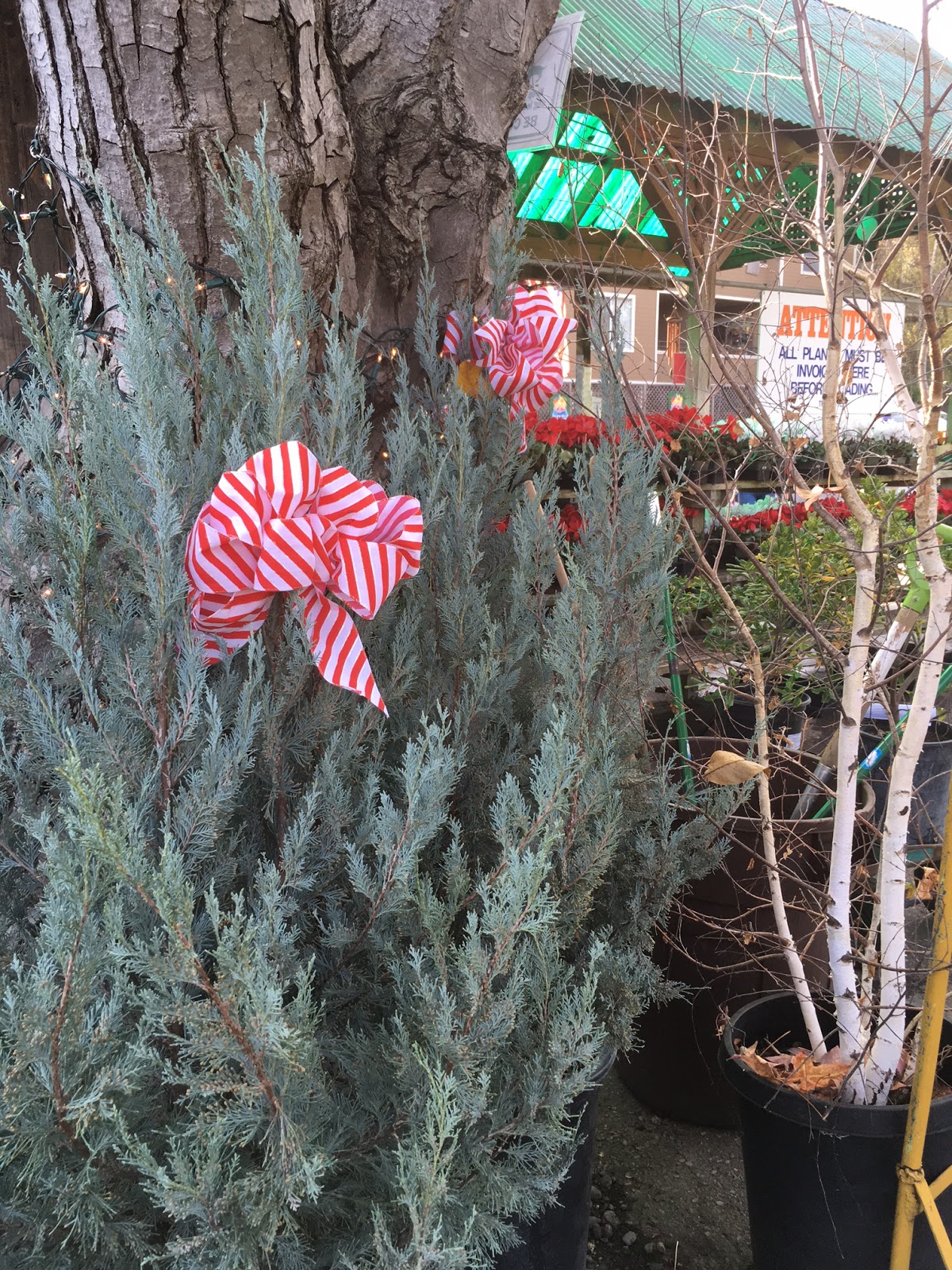 Paintsites Blog Weekend Paintsite, Central Wholesale Nursery San Jose