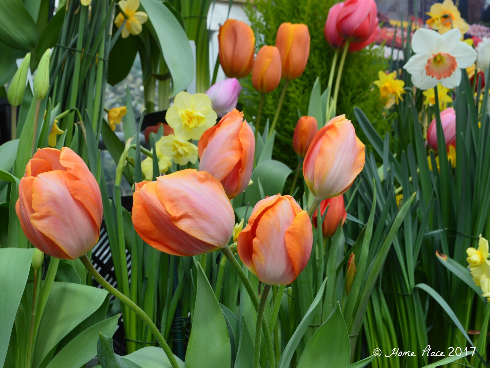 Home Place The Annual Spring Bulb Show at Smith College in Western