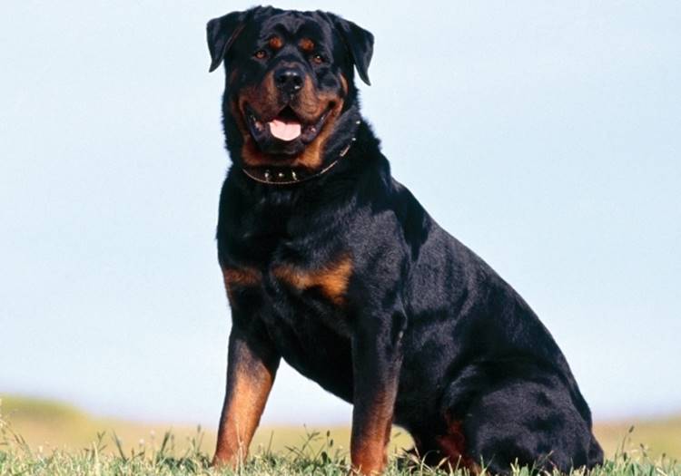 Strong breed with well-developed herding and guarding instincts. As with dogs of other breeds, the danger of the Rottweiler is often explained by the owner’s irresponsibility, cruel treatment, lack of training and socialization. But the strength of the Rottweiler should not be underestimated.