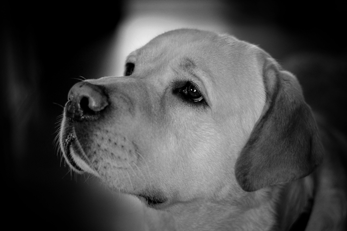 Odszedłeś za tęczowy most...