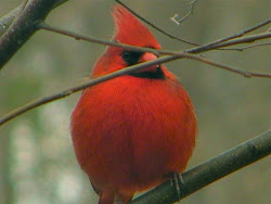 cardinal flying bird sweet wild cardinals birds