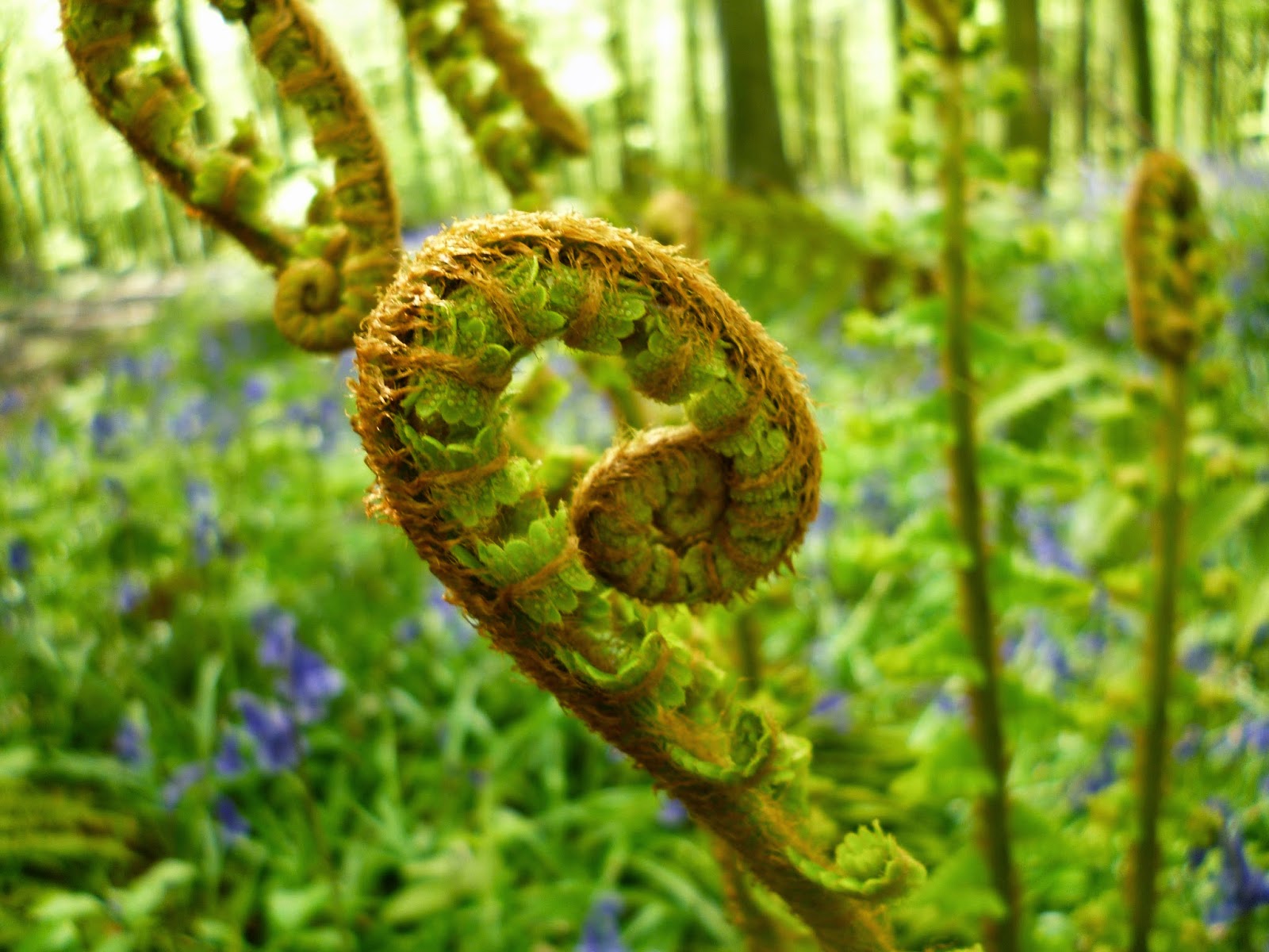 fern frond