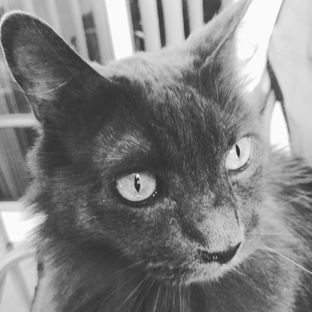 Rescue Stories Rico Rescued From A Dumpster Lola The Rescued Cat