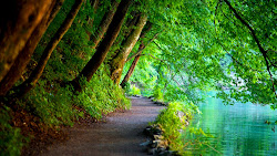 nature desktop woods wallpapers background street backgrounds natural pc amazing taking scenes sea path tree natures into scene duvar breath