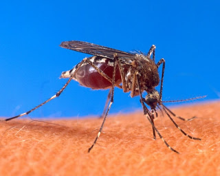 Tanda-Tanda Terkena Penyakit Demam Berdarah Dengue
