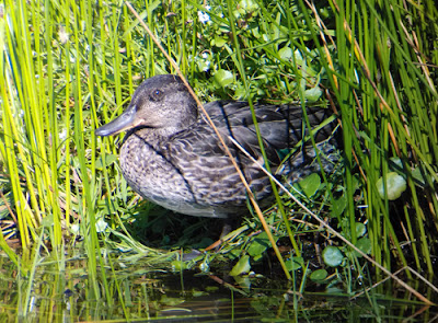 Juvenile Teal, Quarter Wall Pond. © Alfredo Sánchez-Tójar