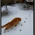 Η γάτα που είδε χιόνι για πρώτη φορά στη ζωή της...