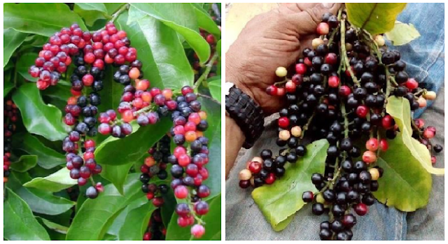 Buah Buni: Gudang Nutrisi dan Manfaat Kesehatan yang Luar Biasa