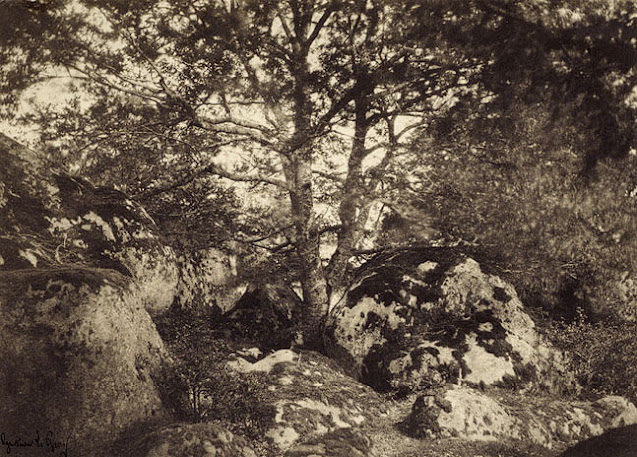 Forêt de Fontainebleau, Gustave Le Gray.